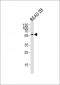 CYP2S1 Antibody (C-term)